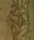 Wasserzeichen "Distelstreifen"